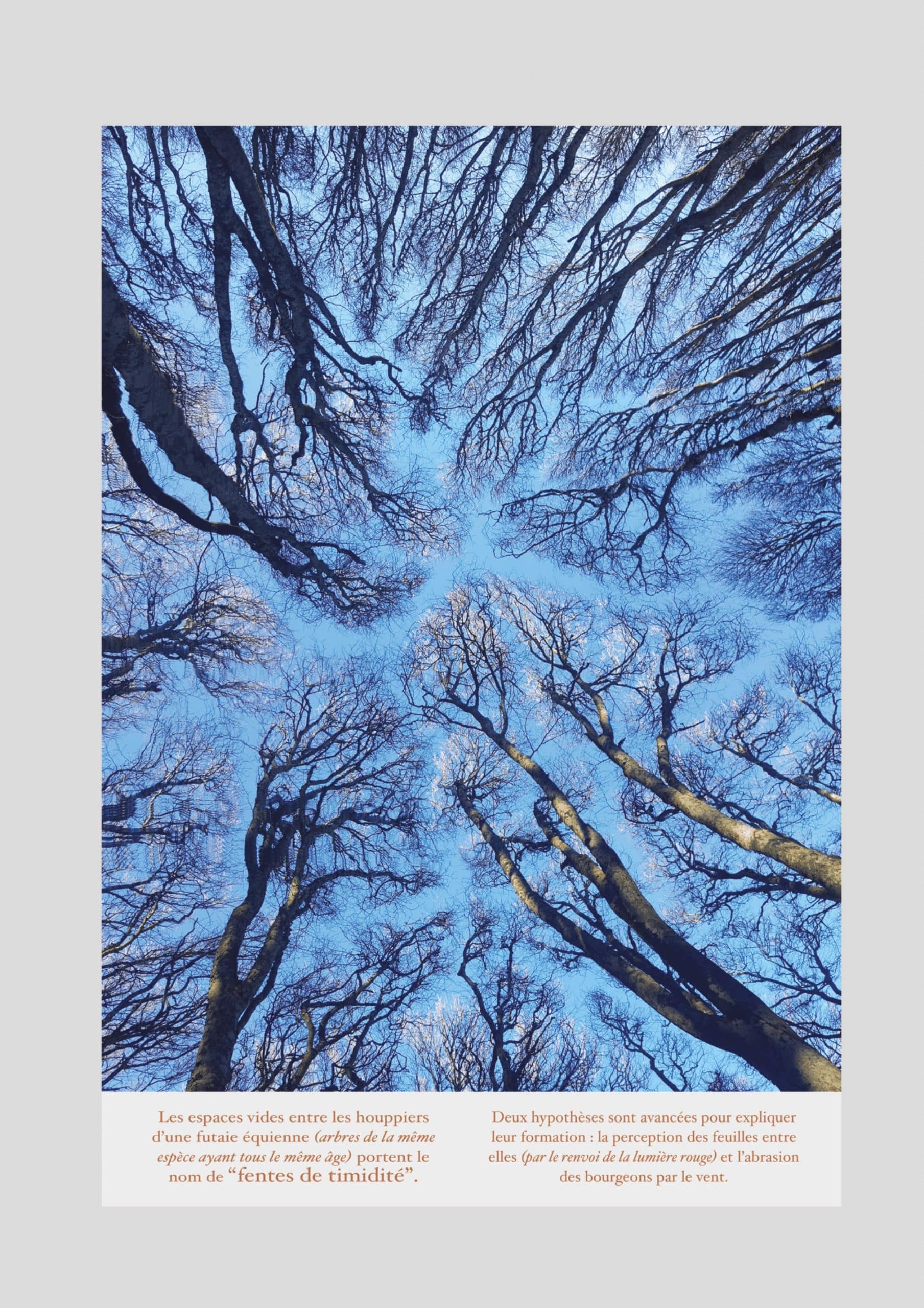 fentes de timidité