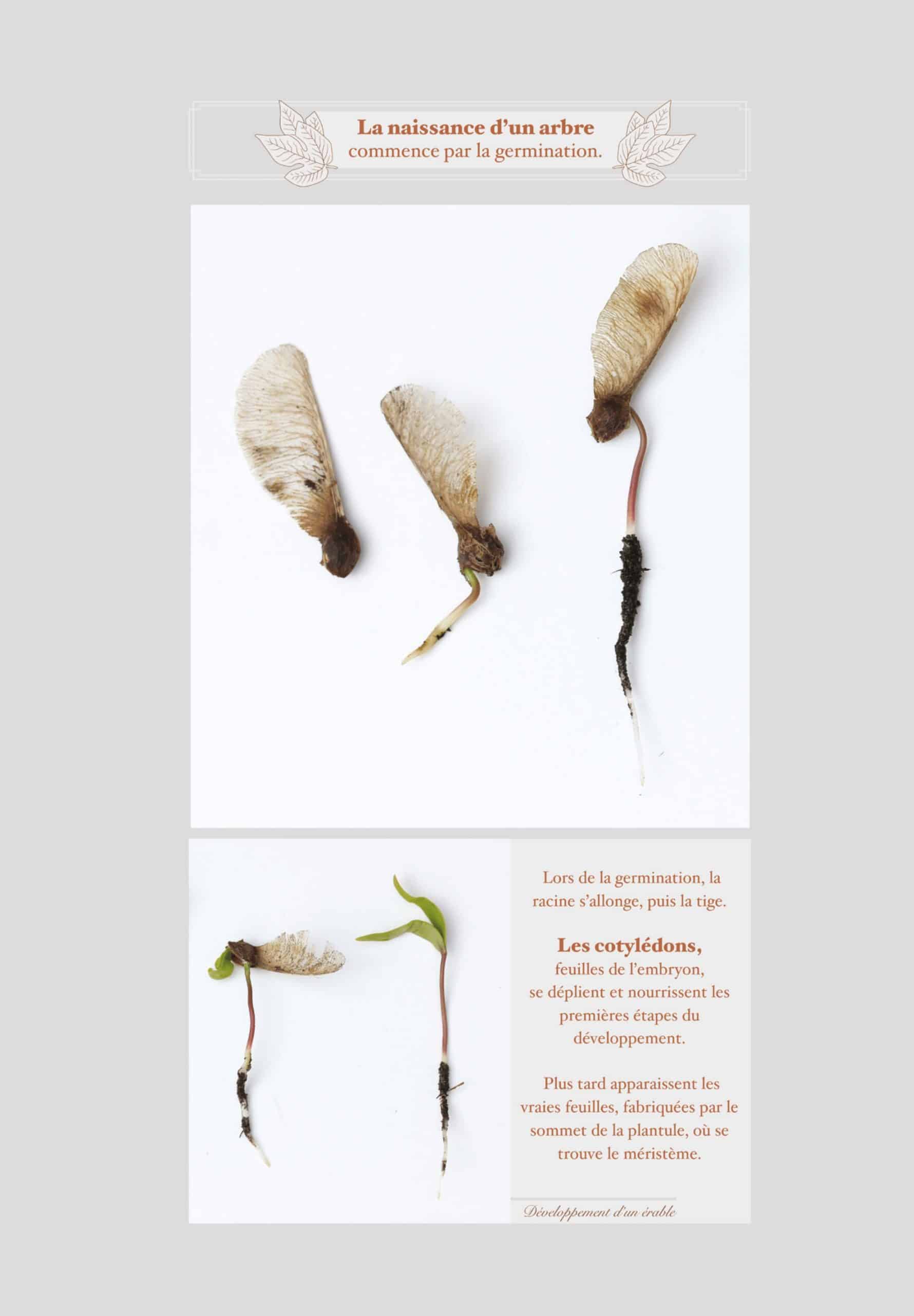 naissance arbre